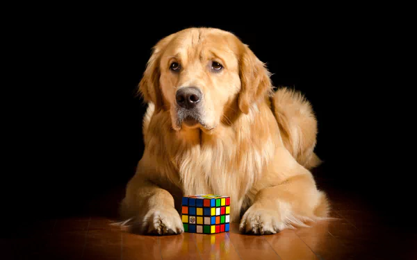 rubik's cube dog Animal golden retriever HD Desktop Wallpaper | Background Image