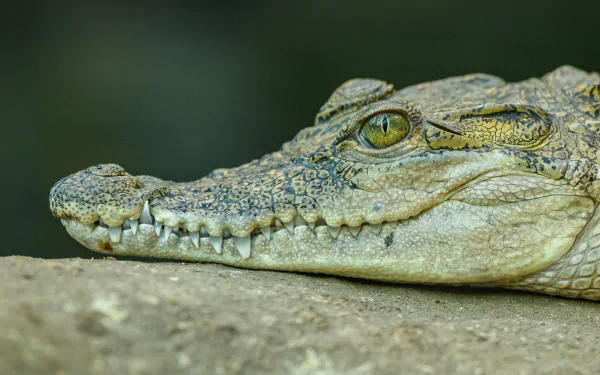 Close-up of a crocodile's head and textured skin, high-resolution reptile animal portrait — 4K Ultra HD PC desktop wallpaper and background.