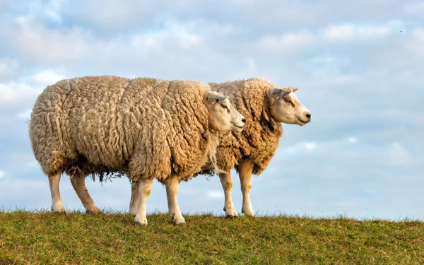 Two fluffy sheep stand on grassy terrain under a blue sky, captured in a sharp 4K Ultra HD PC desktop wallpaper image.