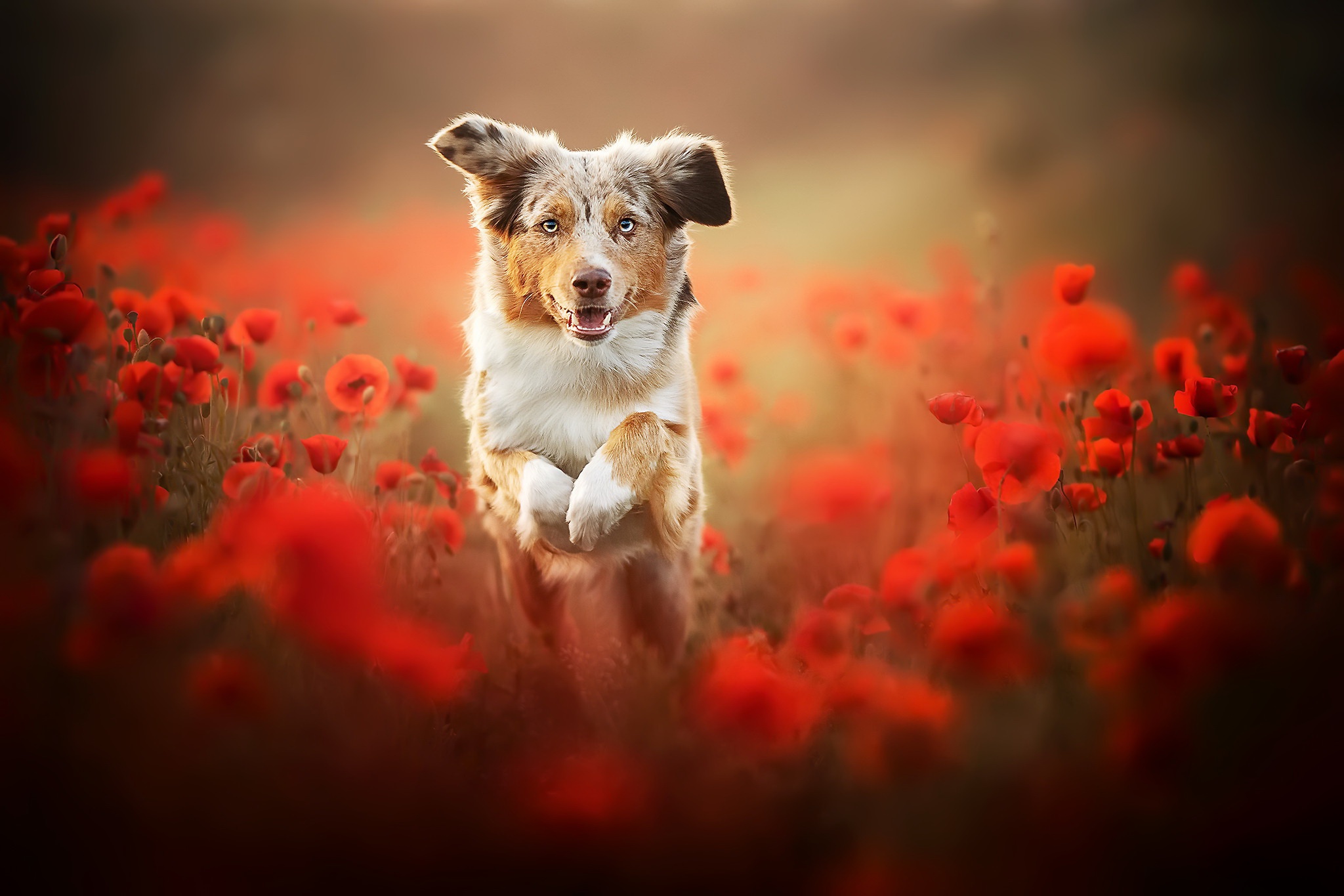 Download Red Flower Poppy Dog Animal Australian Shepherd Hd Wallpaper