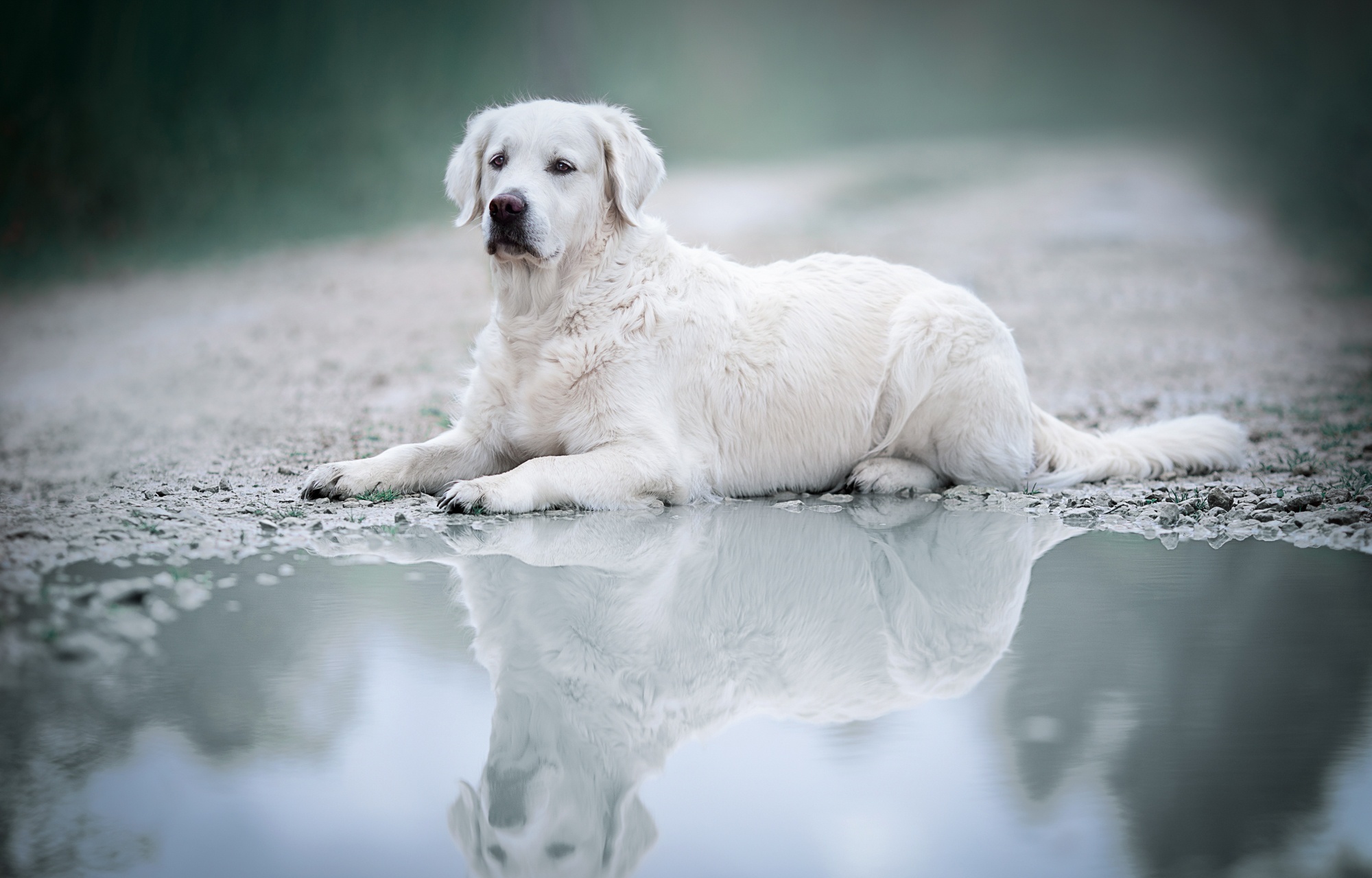 Labrador HD Wallpaper | Background Image | 2000x1279 | ID:1083191