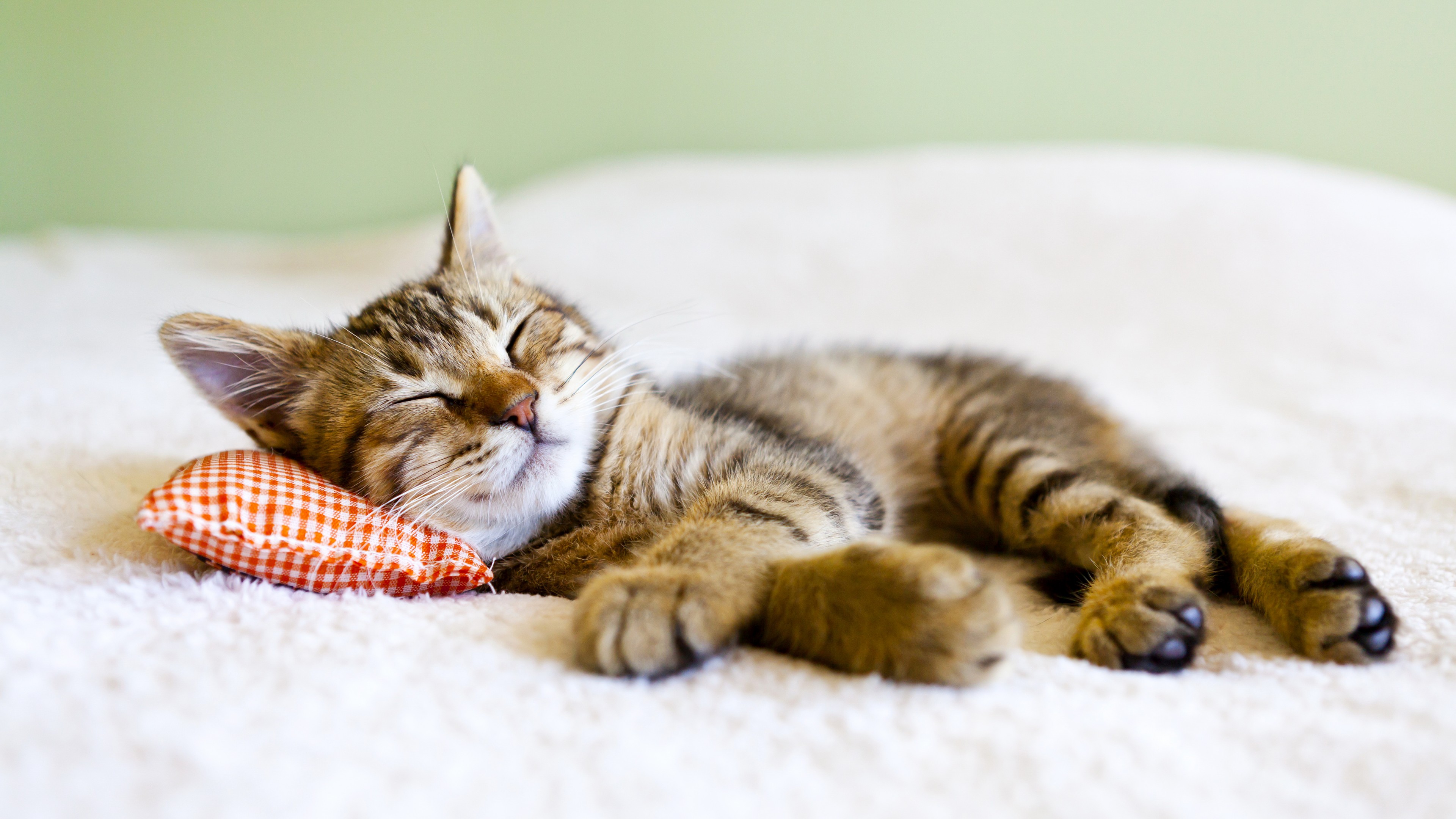 Kitten Sleeping On Tiny Pillow