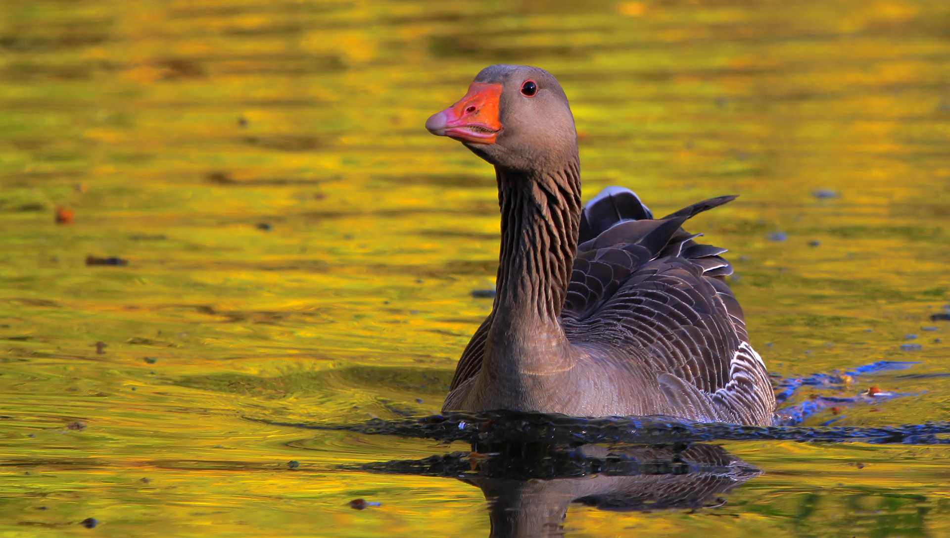 greylag goose