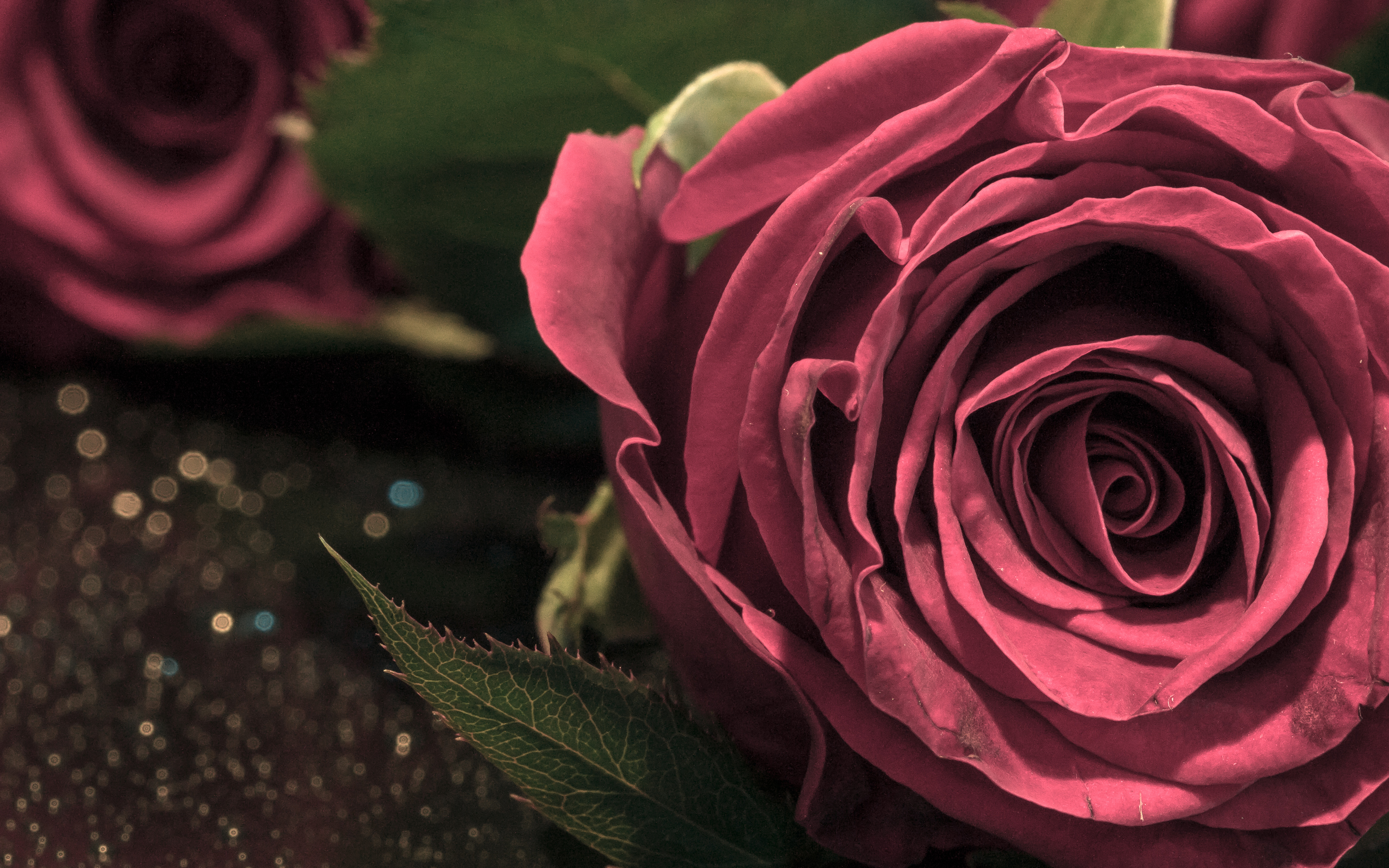 Rose 4k Ultra Hd Wallpapers