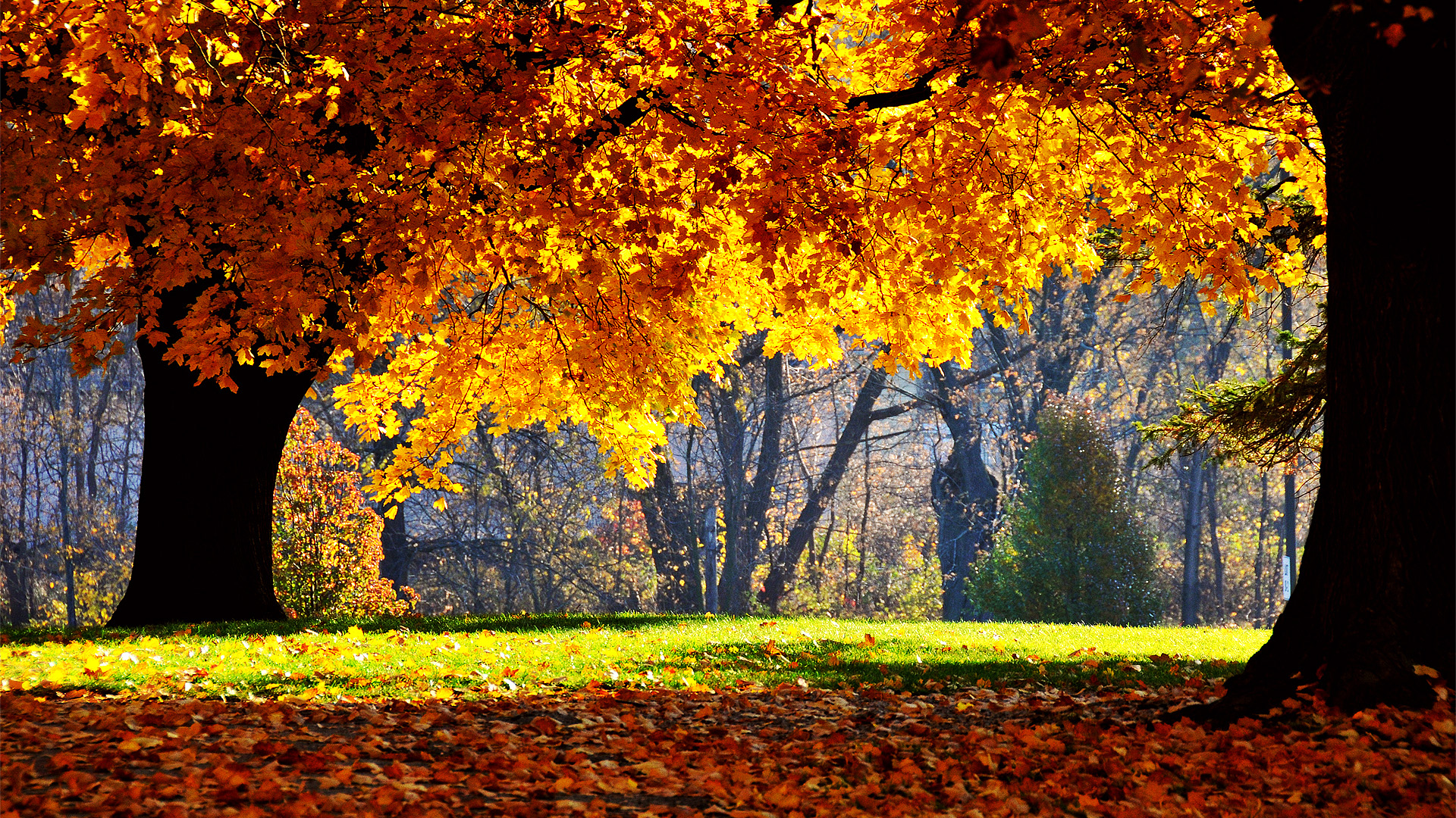 Golden autumn leaves covering a serene woodland path amidst vibrant nature.