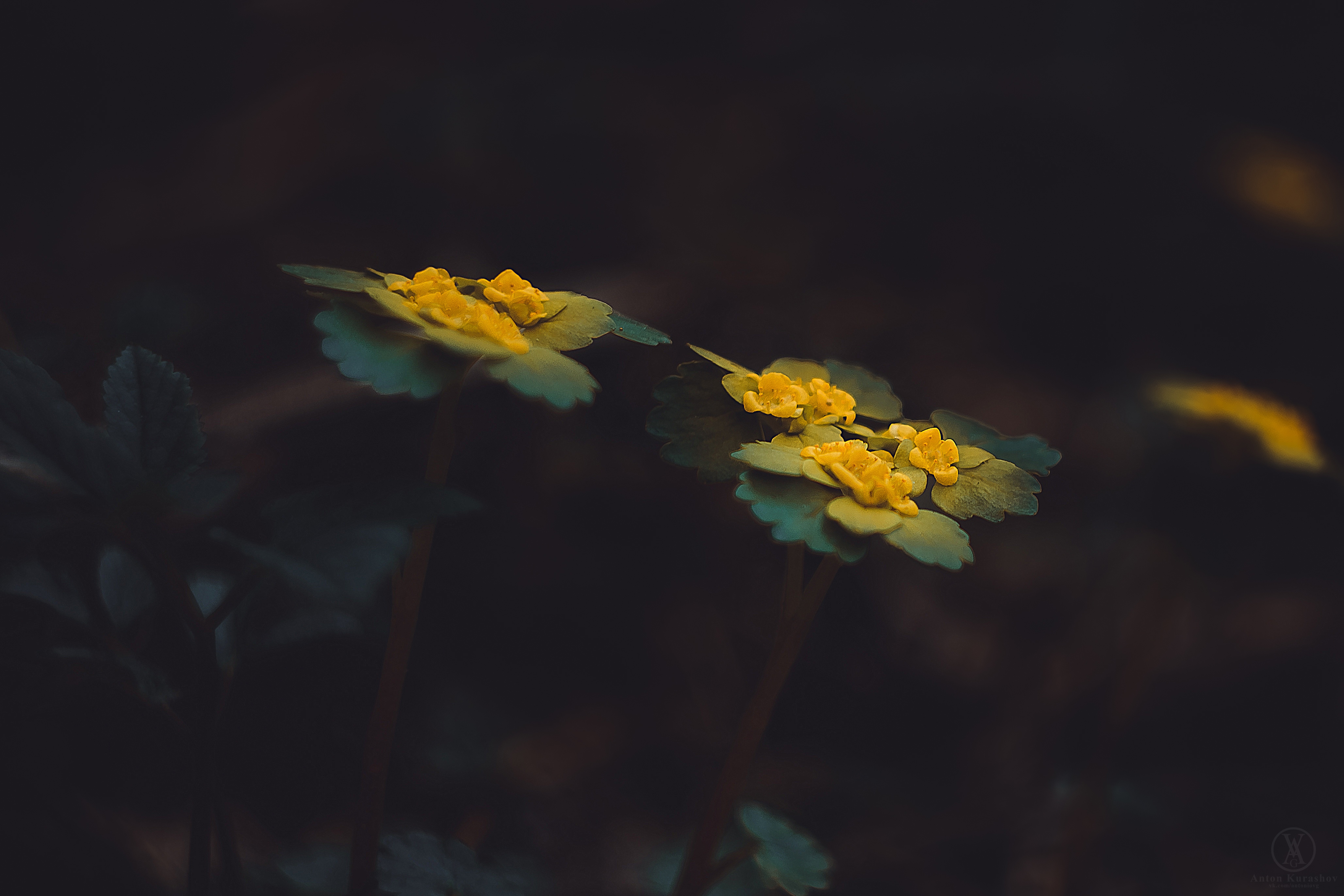 Download Nature Flower 4k Ultra HD Wallpaper