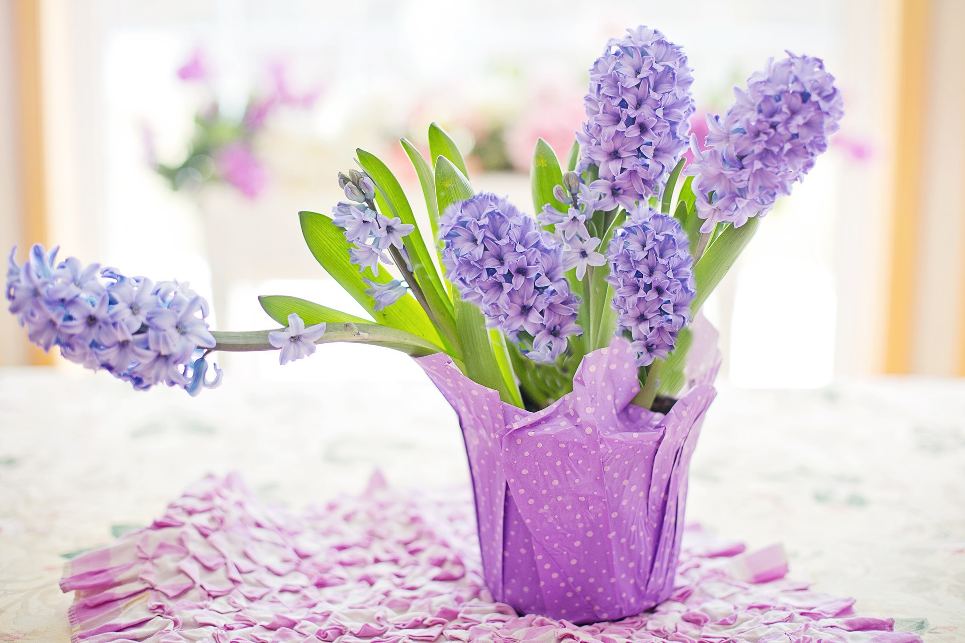 Download Hyacinth Wallpapers App Free on PC (Emulator) - LDPlayer