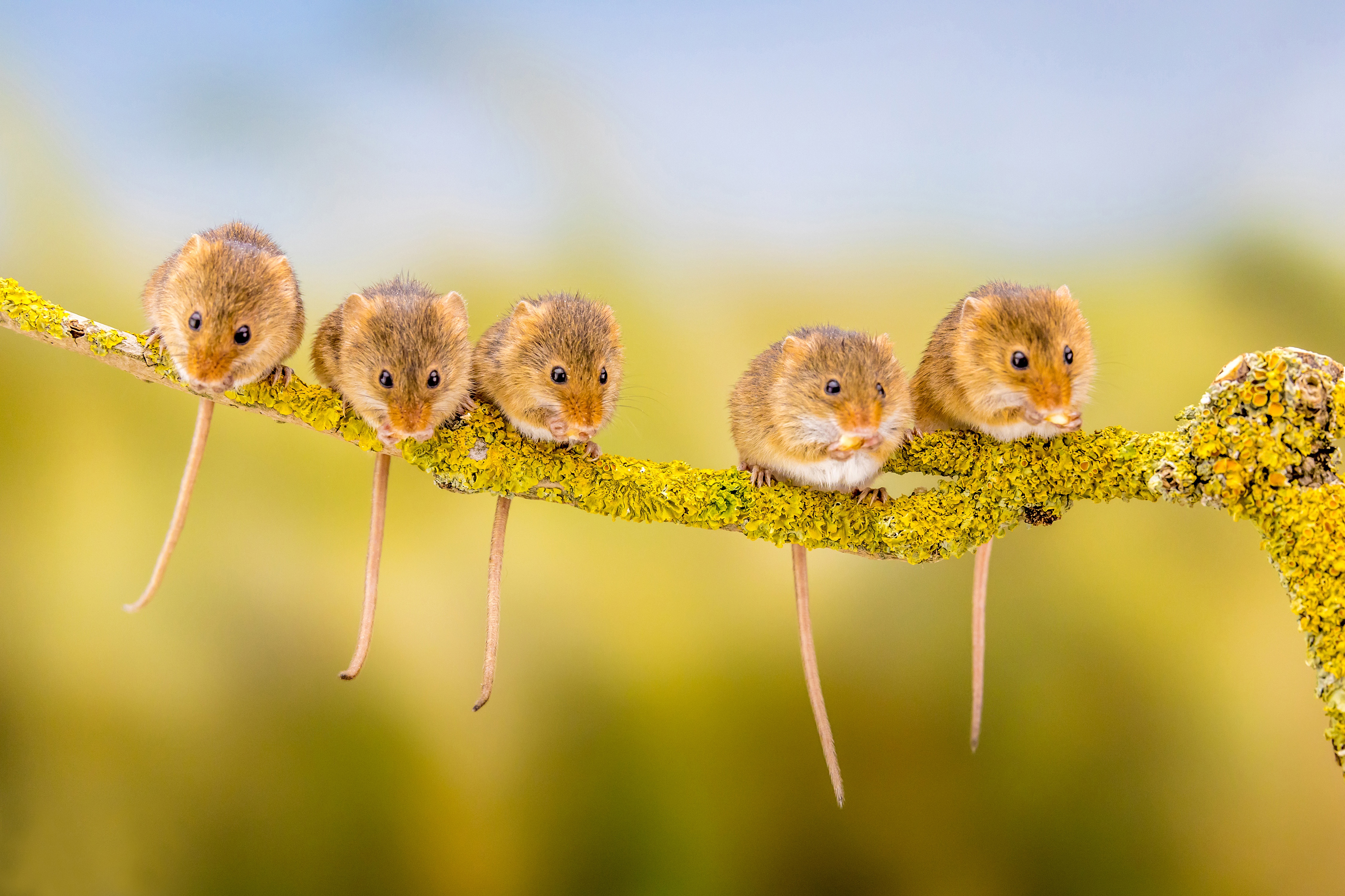 Harvest Mouse HD Wallpapers and Backgrounds