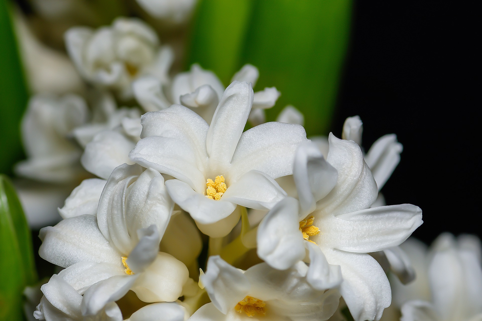 Nature Hyacinth HD Wallpaper | Background Image