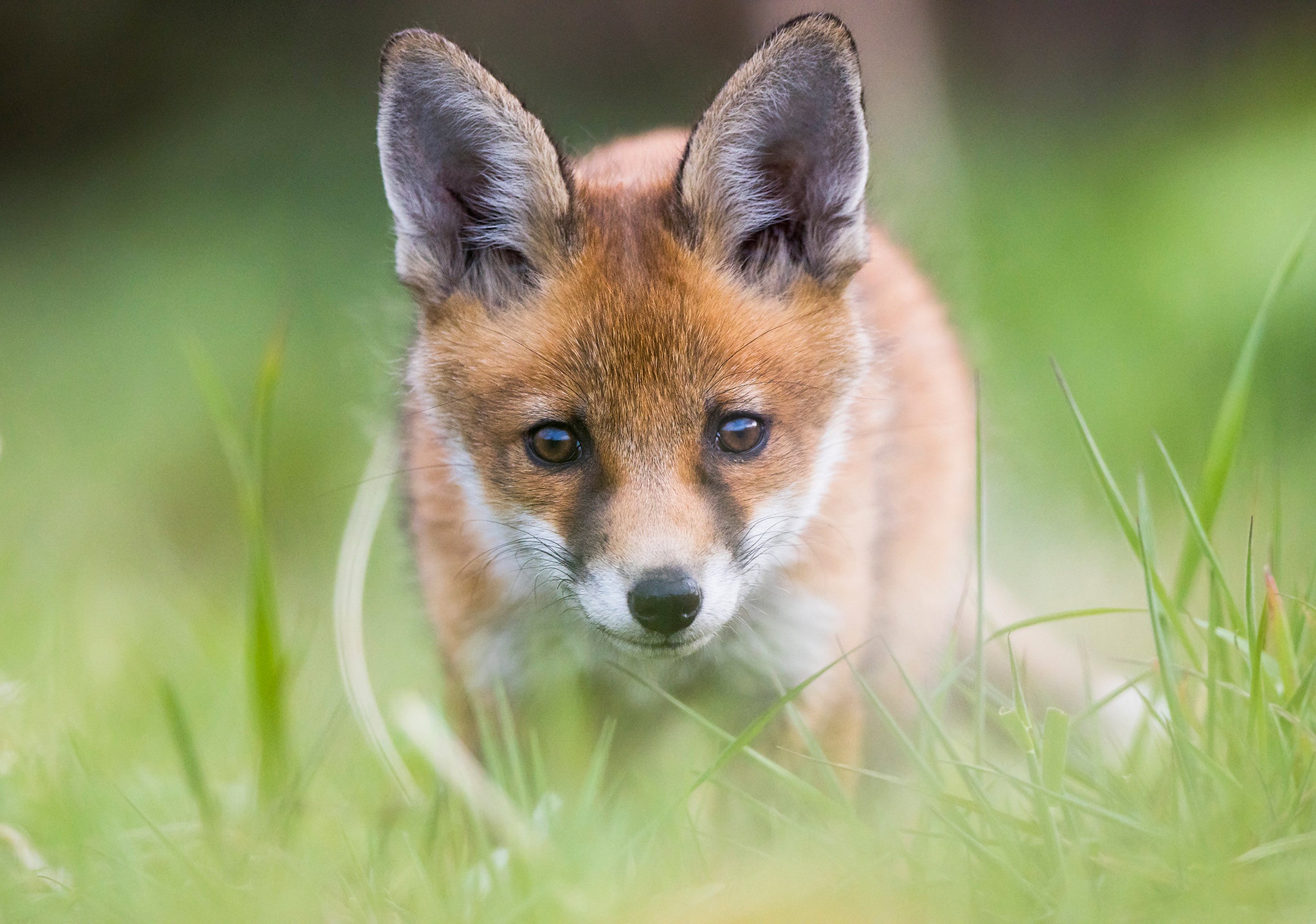 Download Baby Animal Muzzle Cub Grass Animal Fox HD Wallpaper