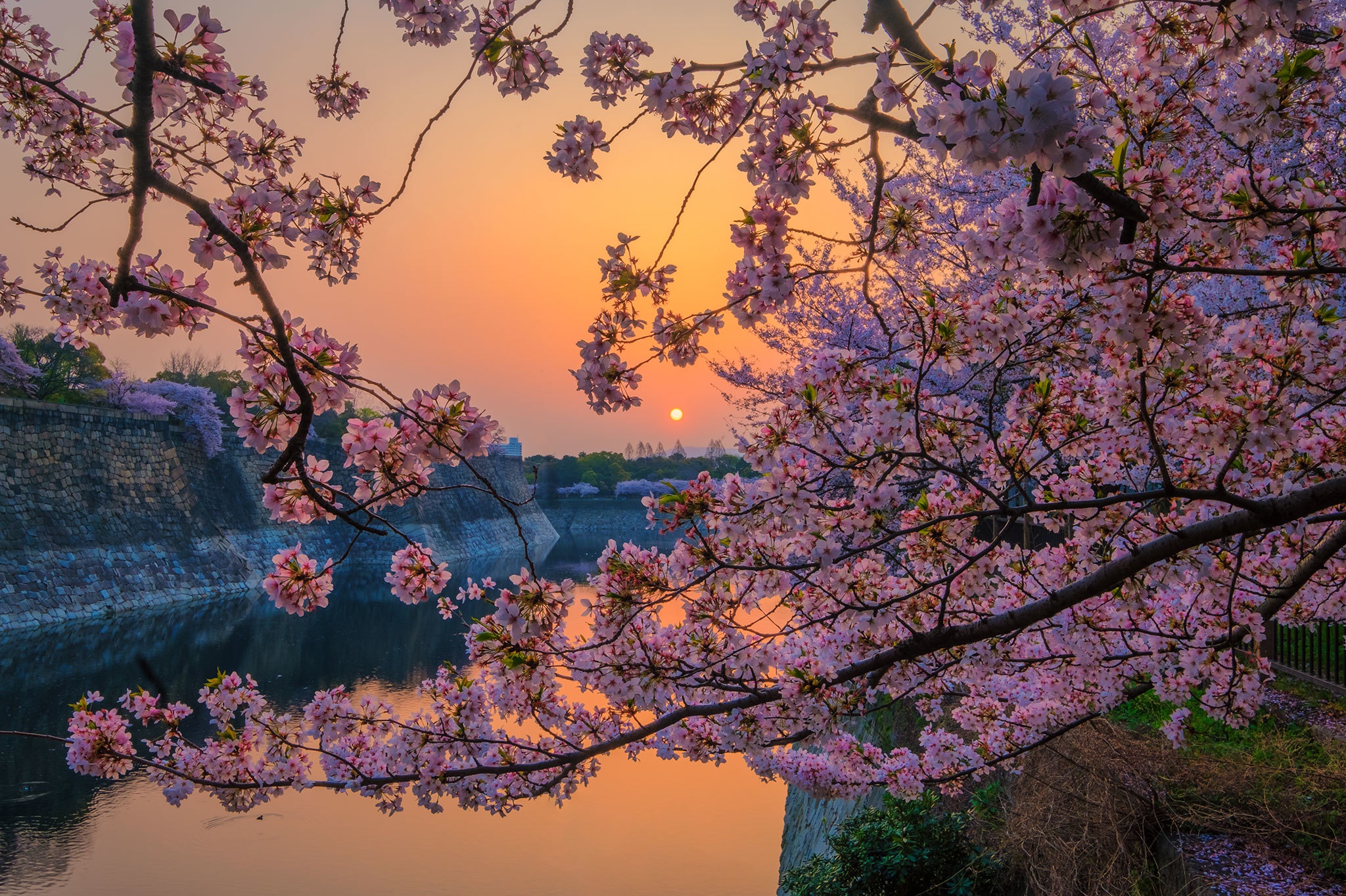 Hd Wallpapers Sakura