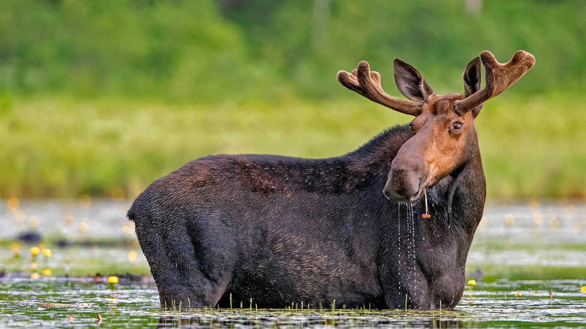 Download Animal Moose HD Wallpaper