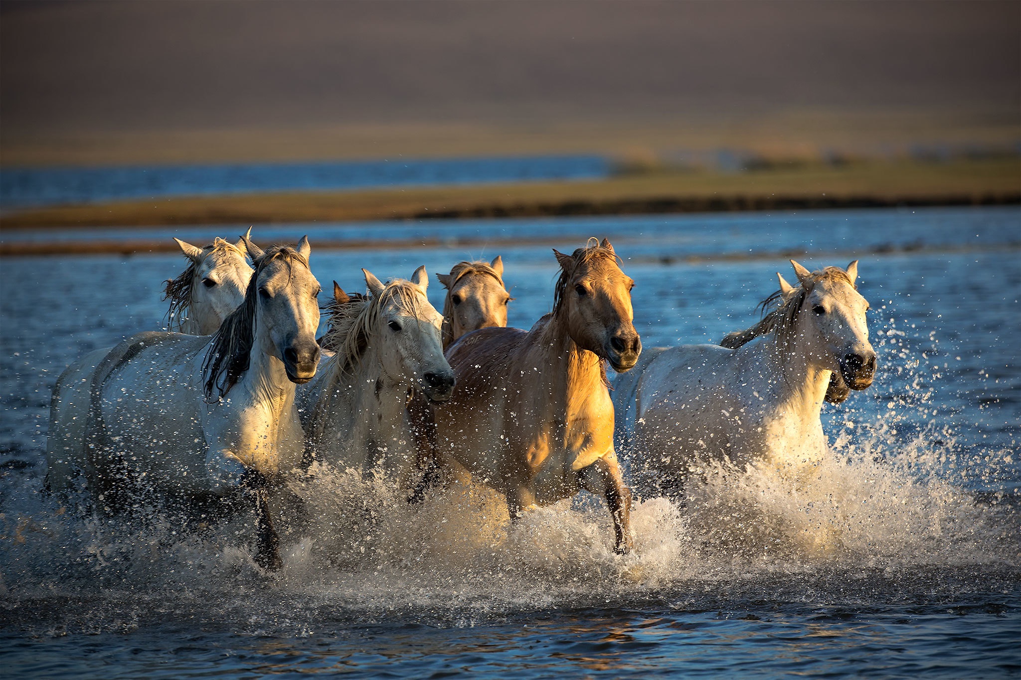 The horse. Табун лошадей в воде. Табун лошадей в реке. Конь табун лошадей. Якутская природа табун лошадей.