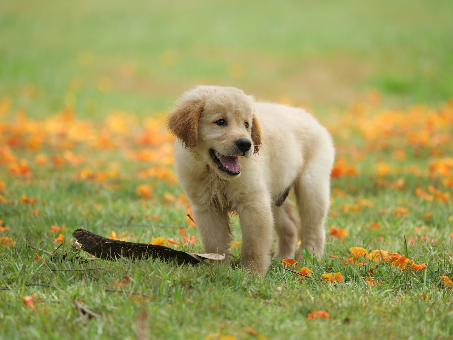 5K Ultra HD PC wallpaper of a golden retriever puppy (baby animal/dog) standing on grass scattered with orange petals.