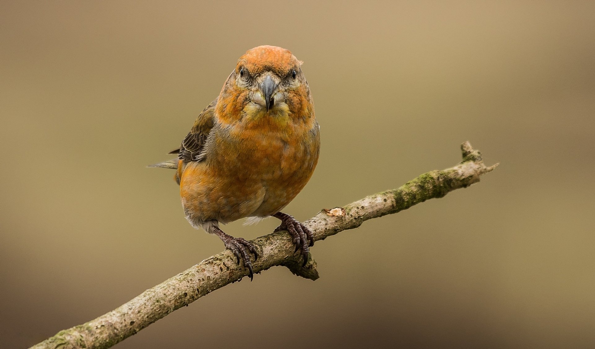 Download Red Crossbill Passerine Bird Animal Finch HD Wallpaper