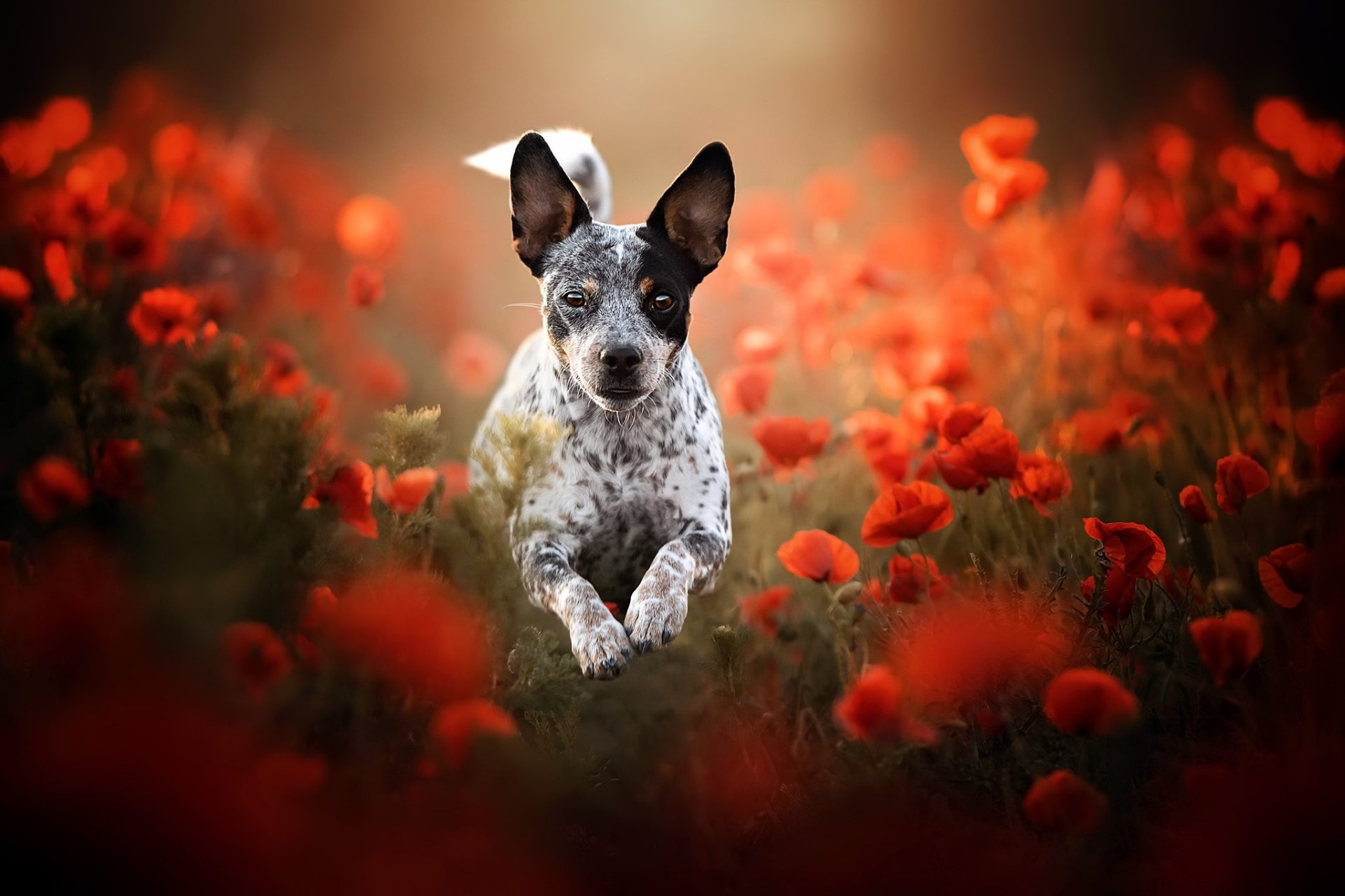 Download Summer Poppy Red Flower Animal Dog Flower HD Wallpaper ...
