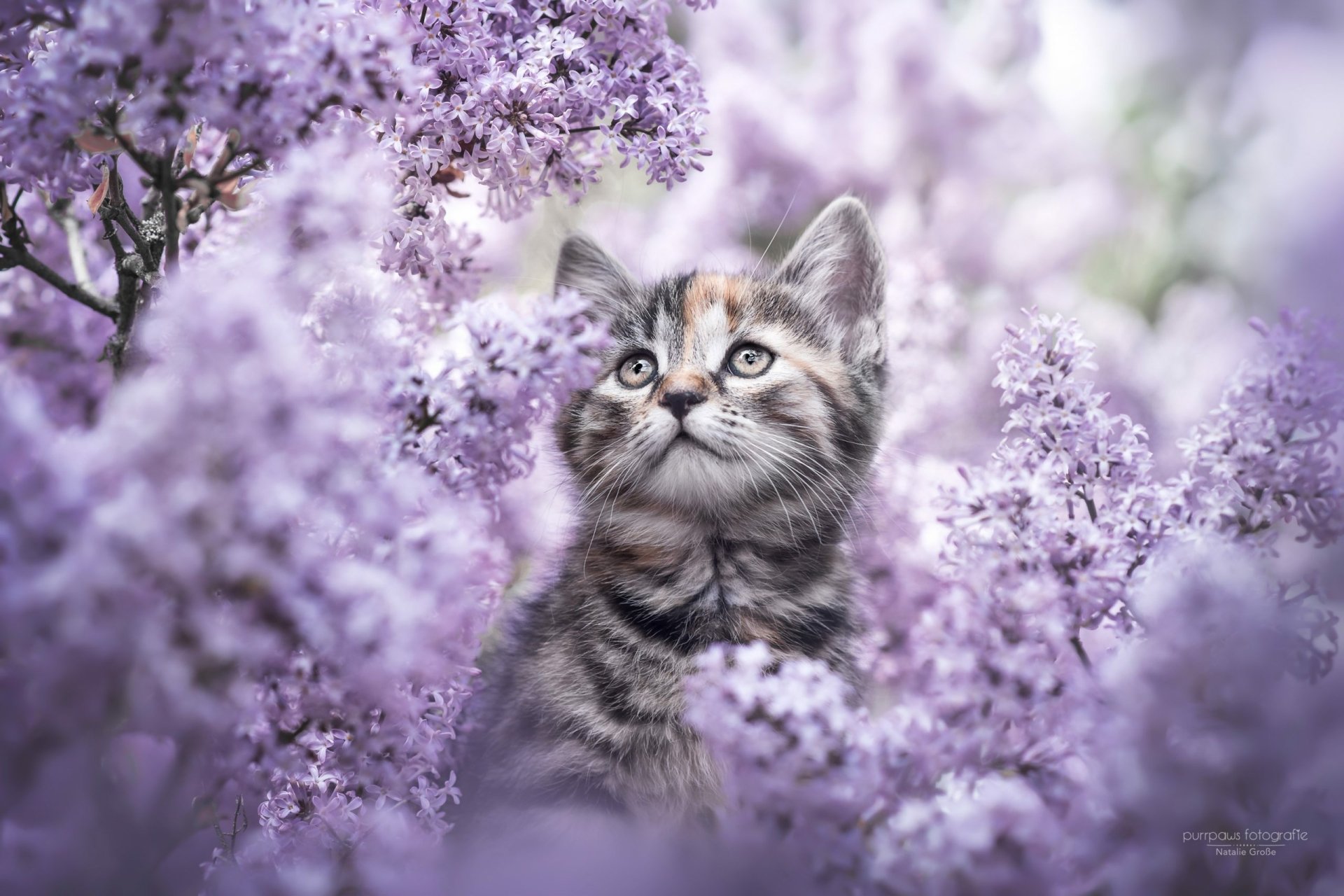 Cute Kitten in Flowers