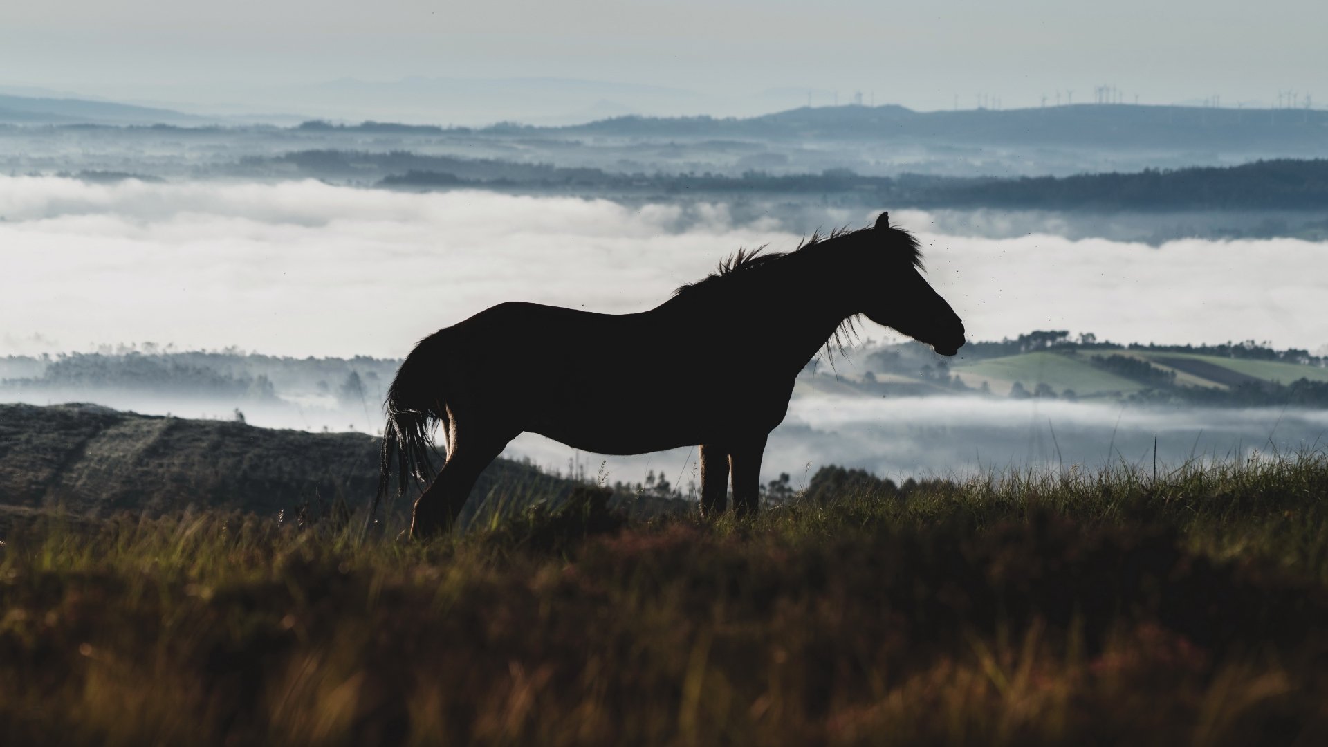 Horse 4k Ultra HD Wallpaper | Background Image | 3840x2160