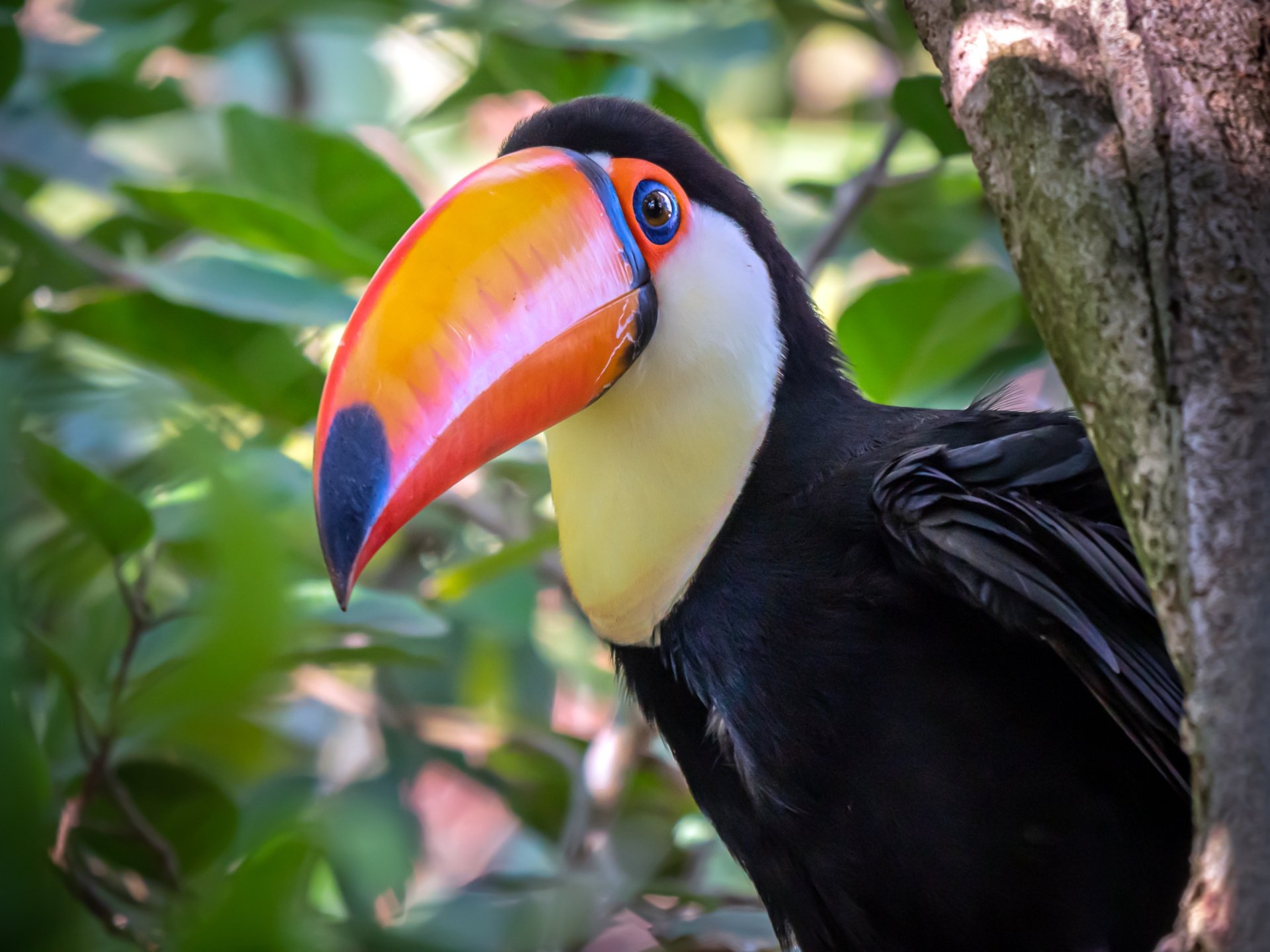Download Beak Bird Animal Toucan HD Wallpaper