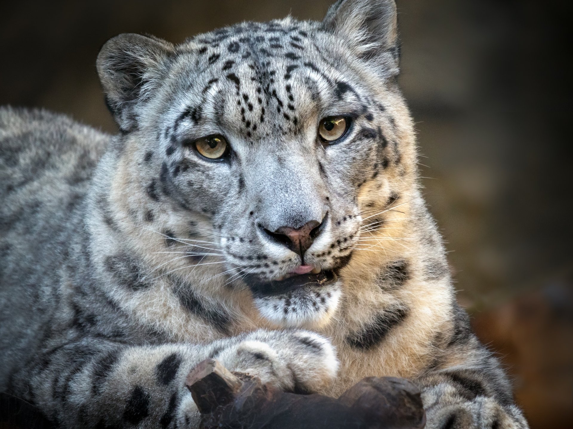 Animal Snow Leopard HD Wallpaper