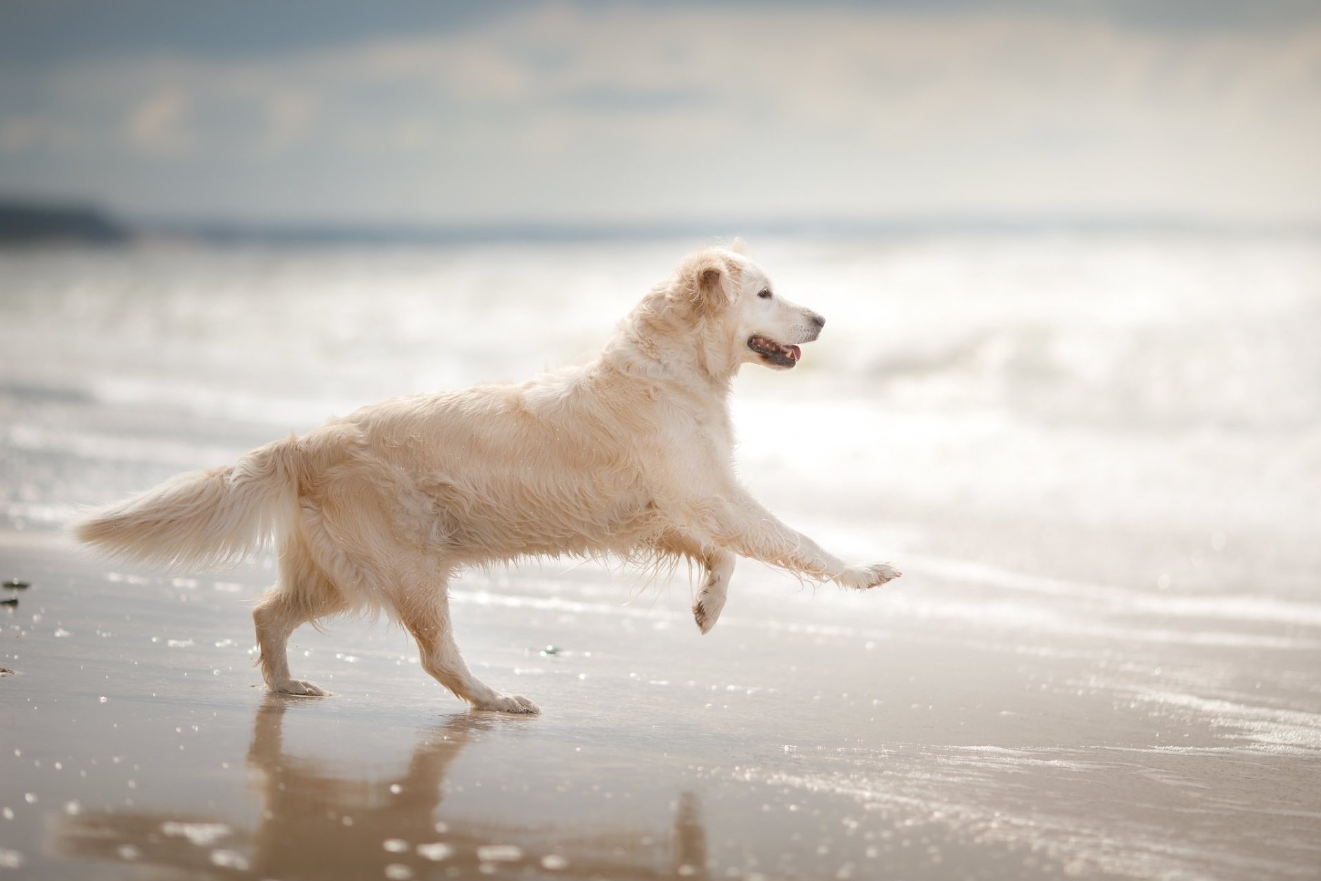 Golden Retriever Having Fun At The Beach 3713