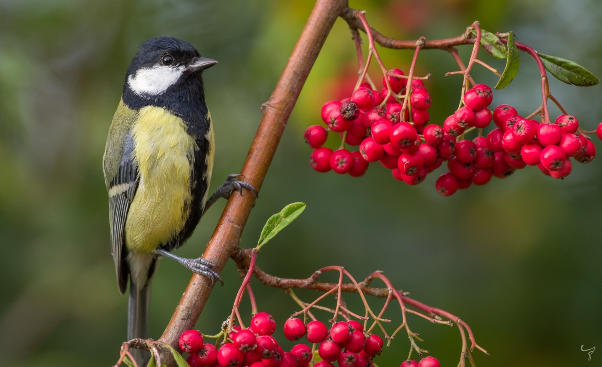 Download Passerine Bird Rowan Animal Titmouse HD Wallpaper