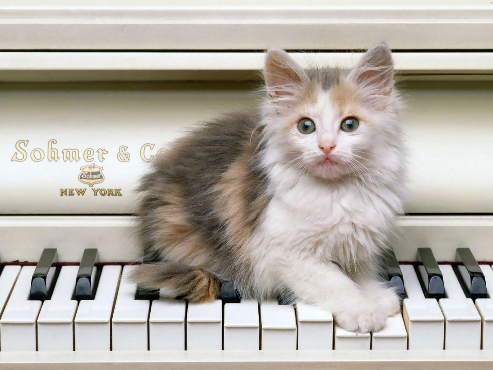 A charming cat sits on piano keys, showcasing its fluffy fur and expressive eyes, creating a delightful HD desktop wallpaper and background.