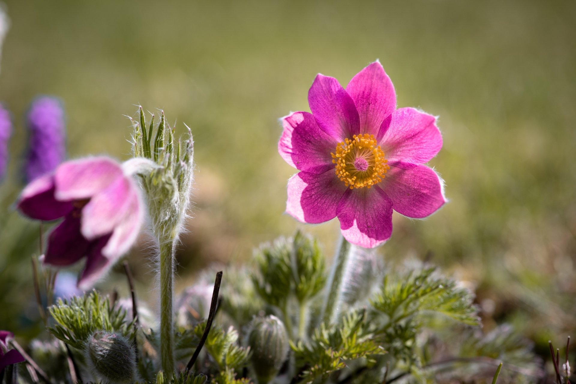 Download Pink Flower Flower Nature Pulsatilla HD Wallpaper