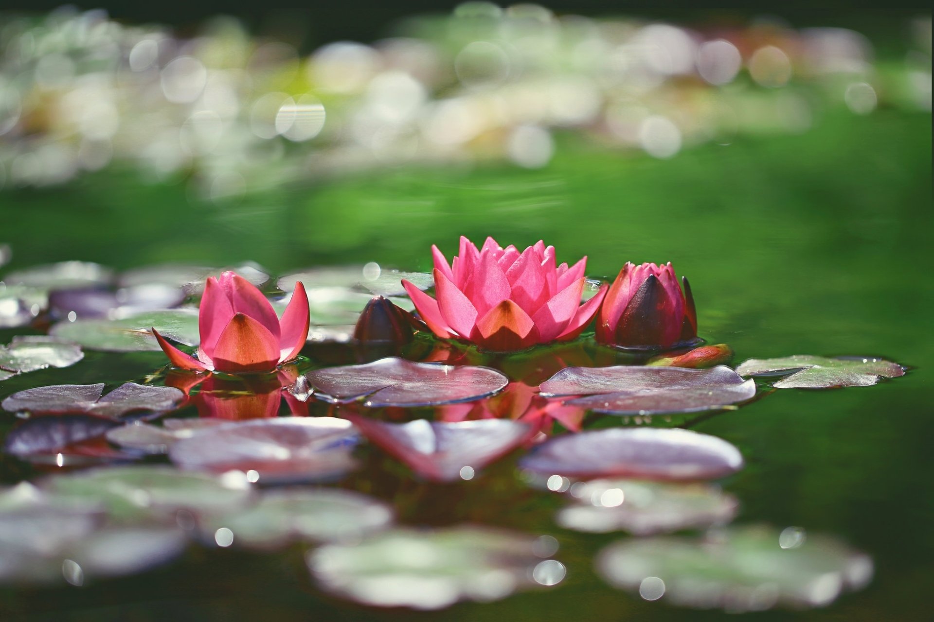 Download Bokeh Pink Flower Flower Nature Water Lily HD Wallpaper