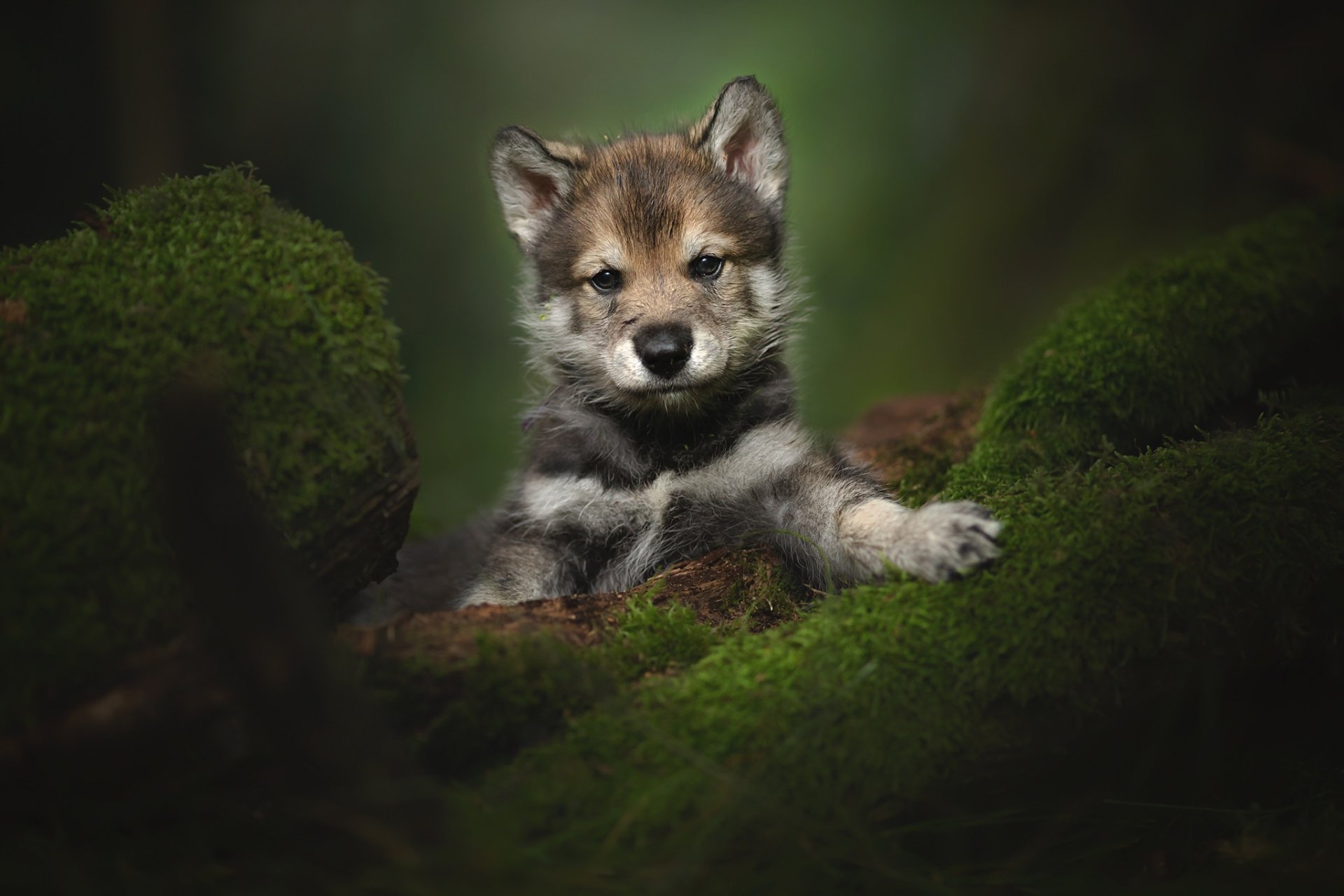 Cute Tamaskan Puppy