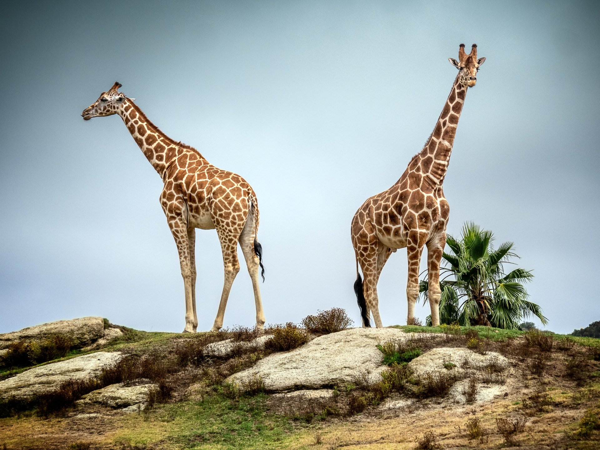 Giraffe HD Wallpaper | Background Image | 2828x2121 | ID:1082983