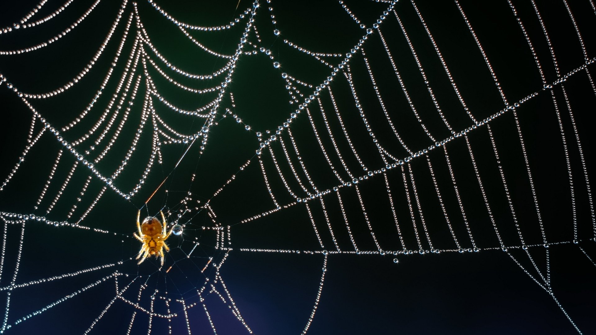 Download Macro Spider Web Spider Animal 4k Ultra HD Wallpaper