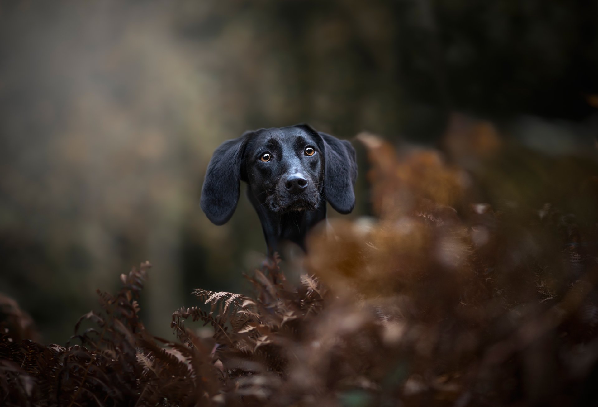 Download Depth Of Field Dog Animal Dachshund 4k Ultra HD Wallpaper