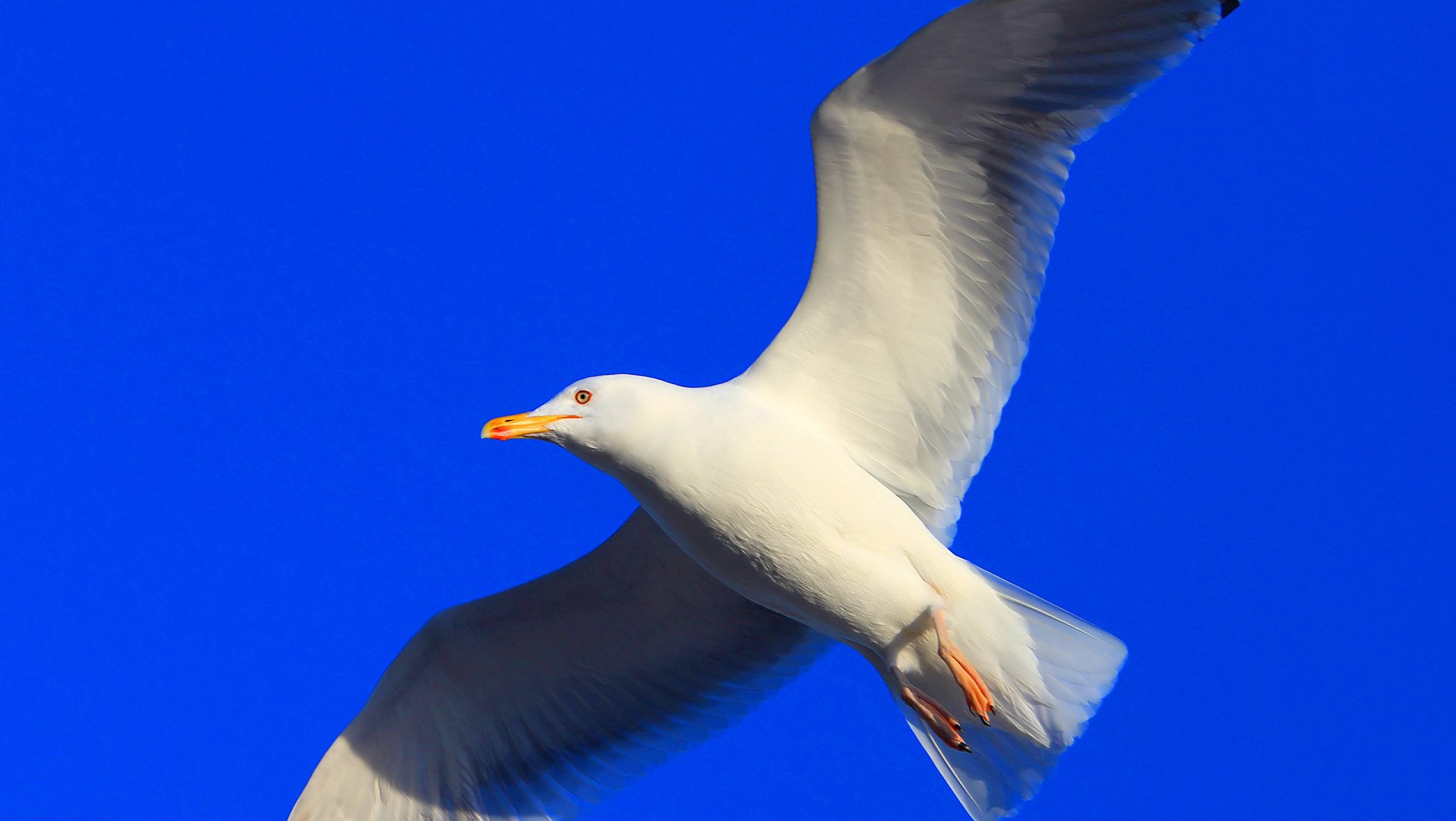 Animal Seagull HD Wallpaper