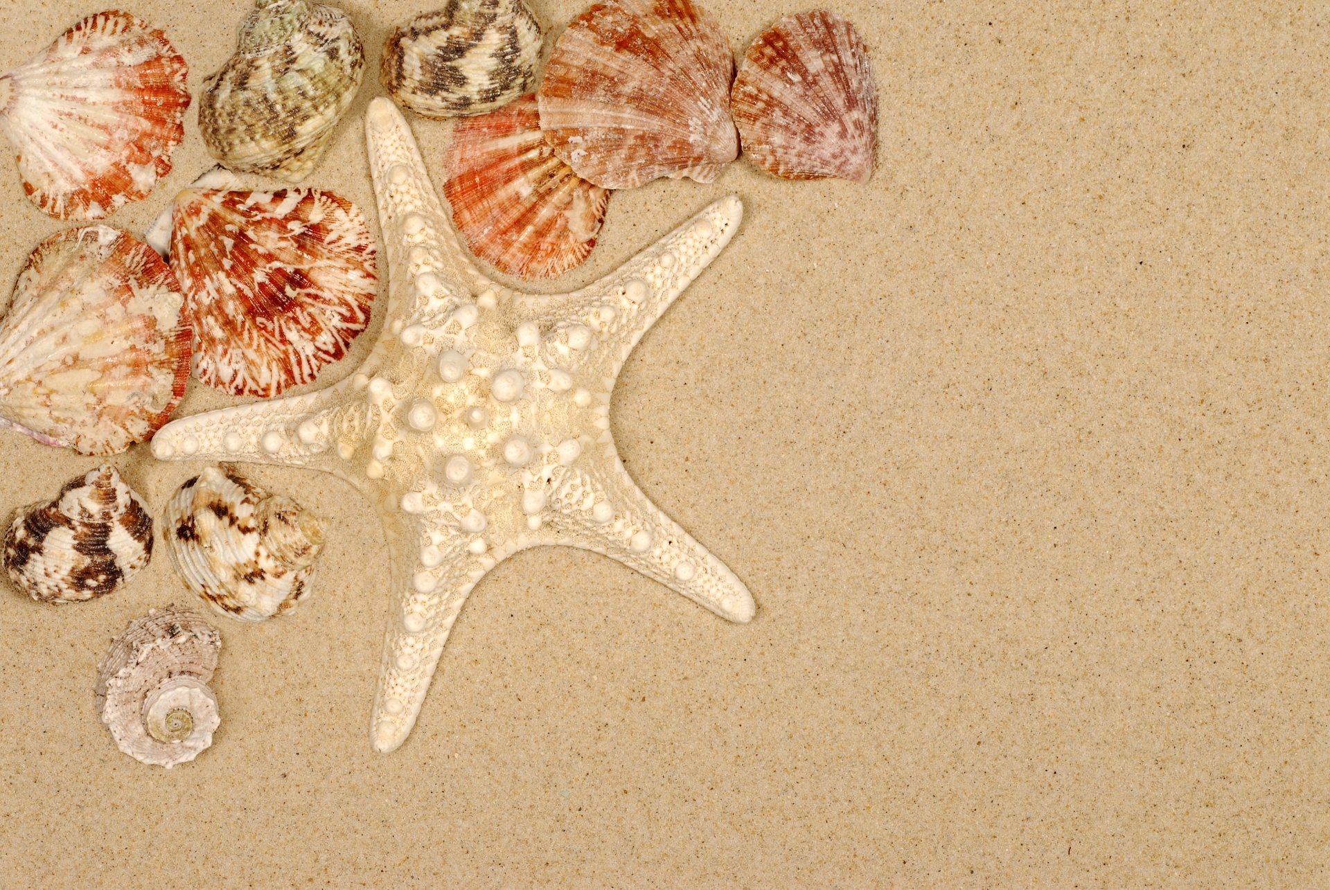 4K Ultra HD PC desktop wallpaper: pale starfish (animal) and assorted seashells resting on smooth sand, clustered in the upper-left with ample empty sand to the right.