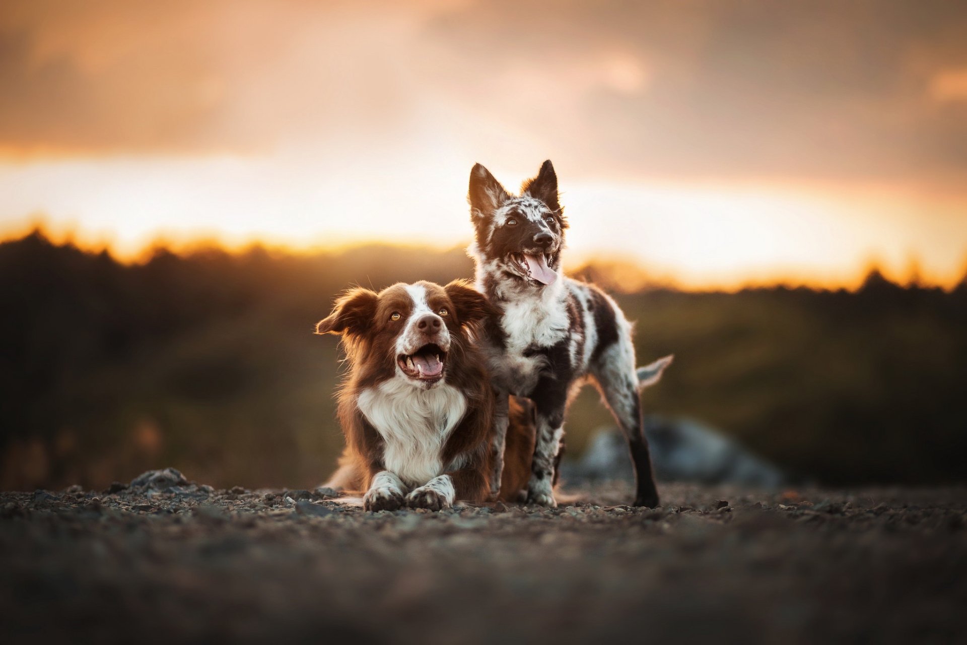 Download Depth Of Field Animal Dog HD Wallpaper