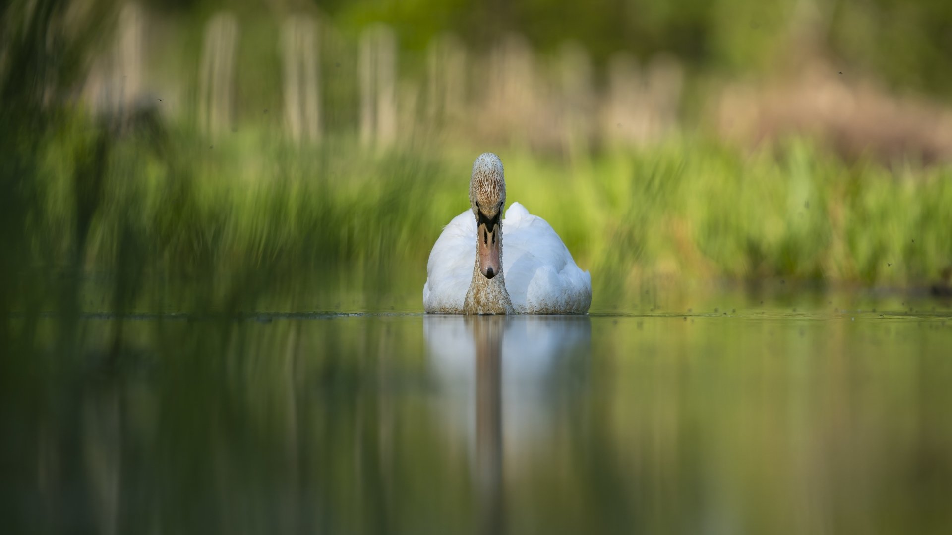 Download Animal Swan 4k Ultra HD Wallpaper