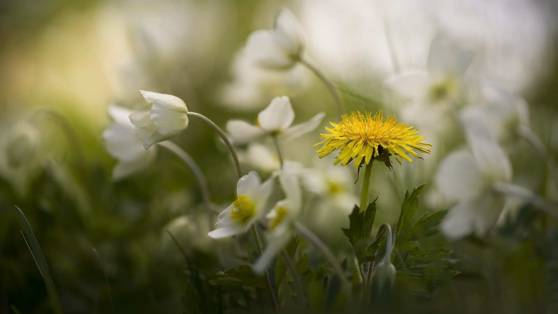 4K Ultra HD PC desktop wallpaper background — nature close-up of a yellow flower (dandelion) surrounded by white wildflowers and soft green bokeh.