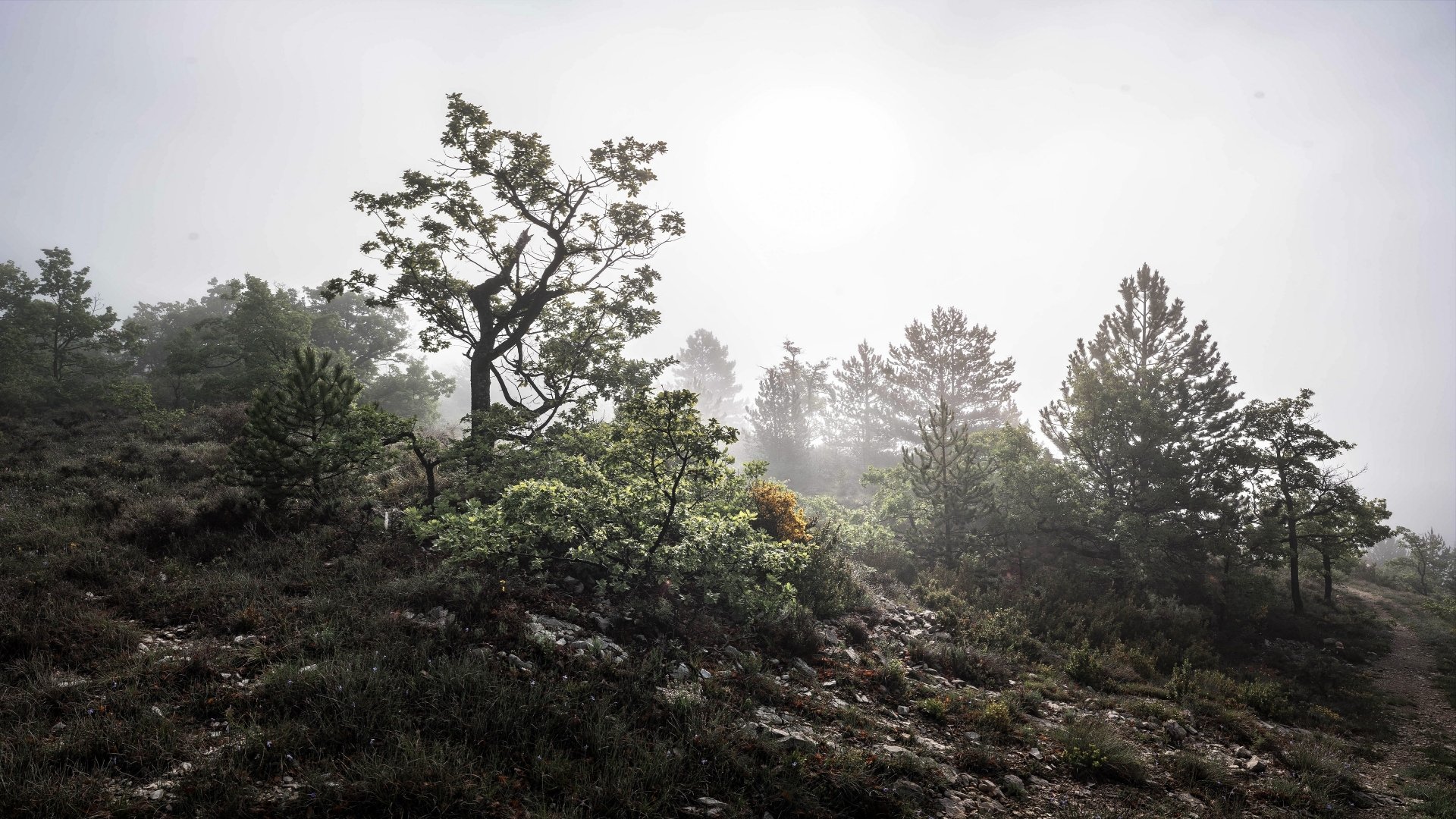 Download Nature Fog 4k Ultra HD Wallpaper