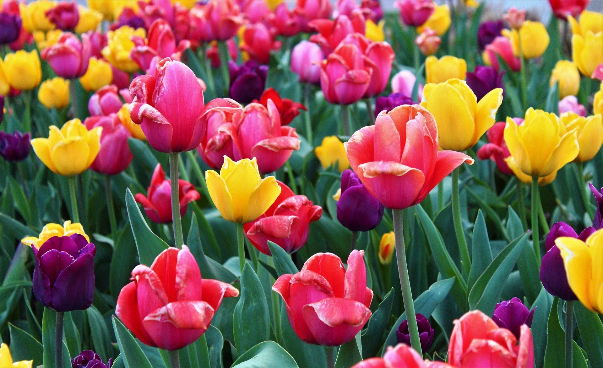 Nature Tulip HD Wallpaper