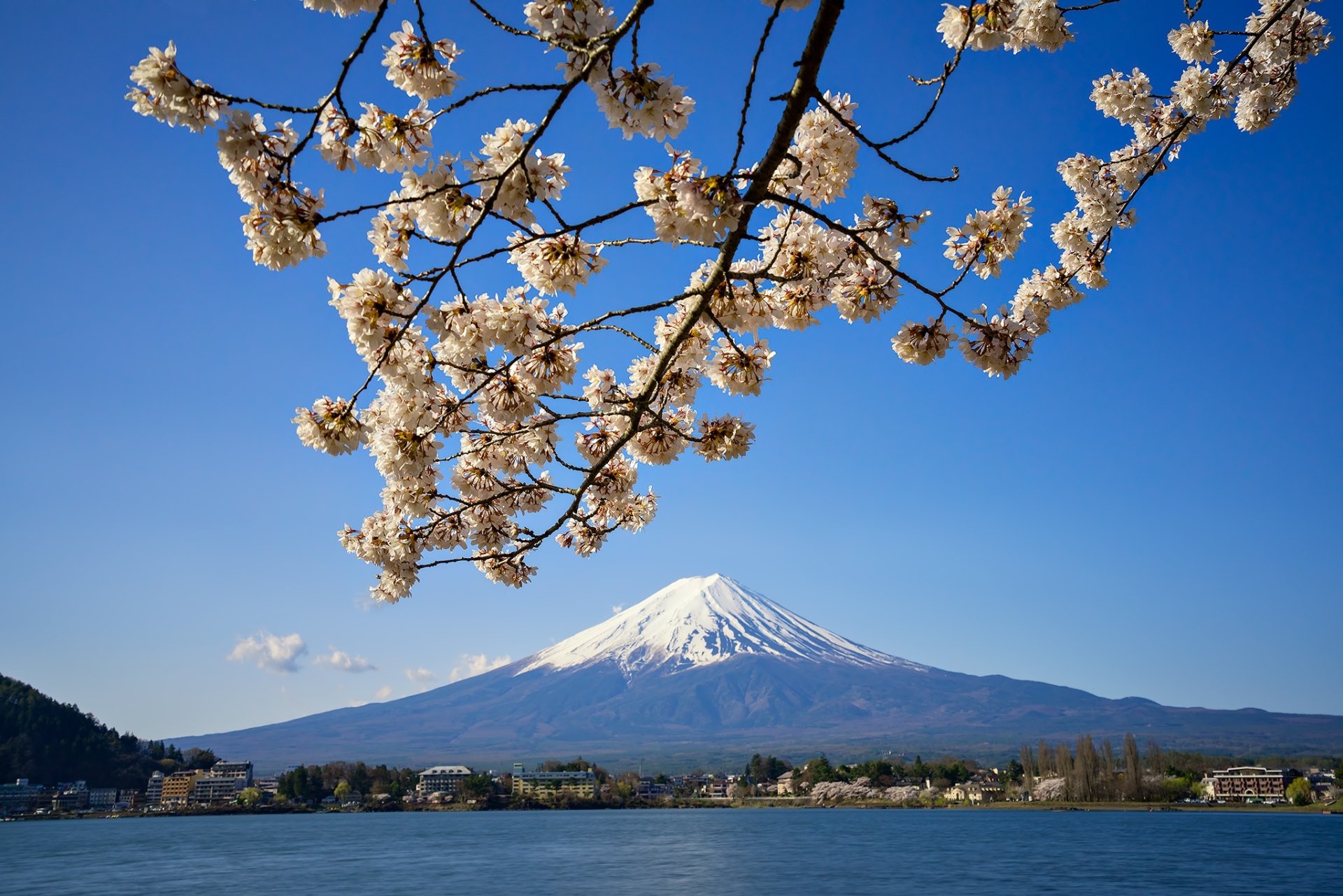 Download Lake Sakura Nature Mount Fuji HD Wallpaper