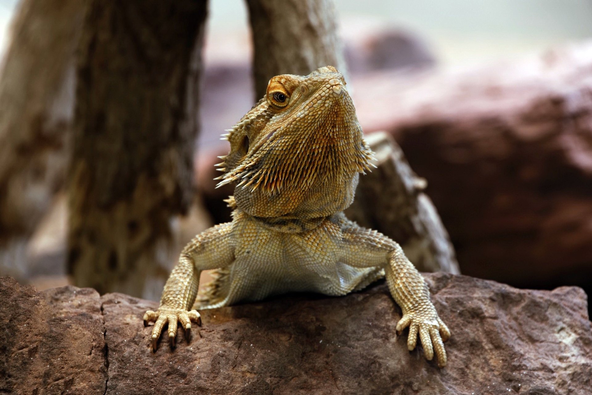 Download Lizard Reptile Animal Bearded Dragon HD Wallpaper