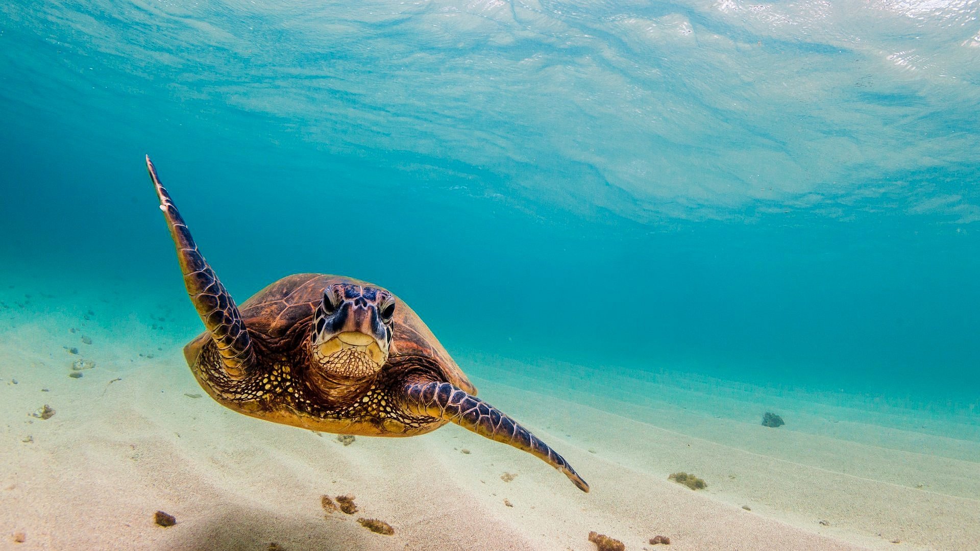 Download Sea Life Underwater Animal Turtle HD Wallpaper