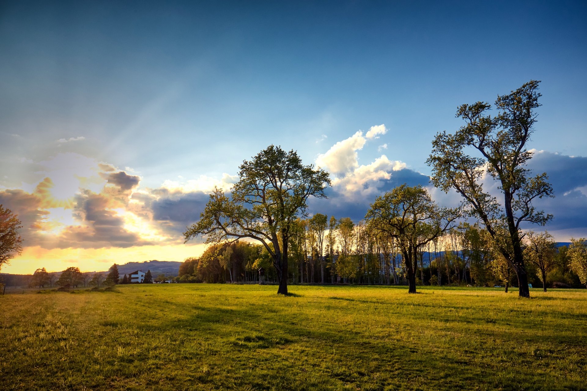 4K Ultra HD PC desktop wallpaper: Austrian meadow at sunset with scattered trees, golden light on a grassy field and distant treeline, landscape photography.