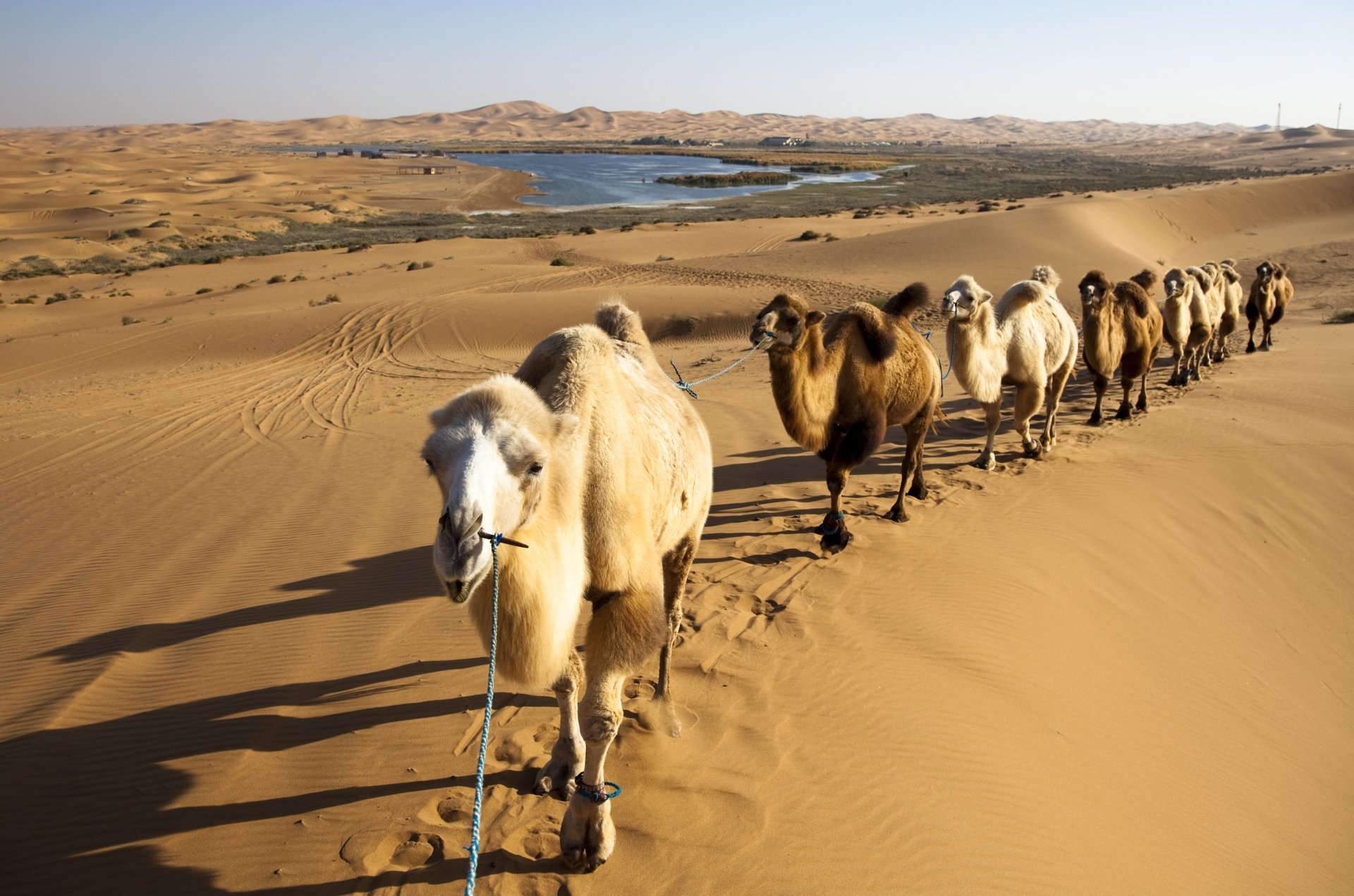 HD desktop wallpaper showcasing a camel caravan crossing golden sand dunes in a vast desert landscape under clear skies.