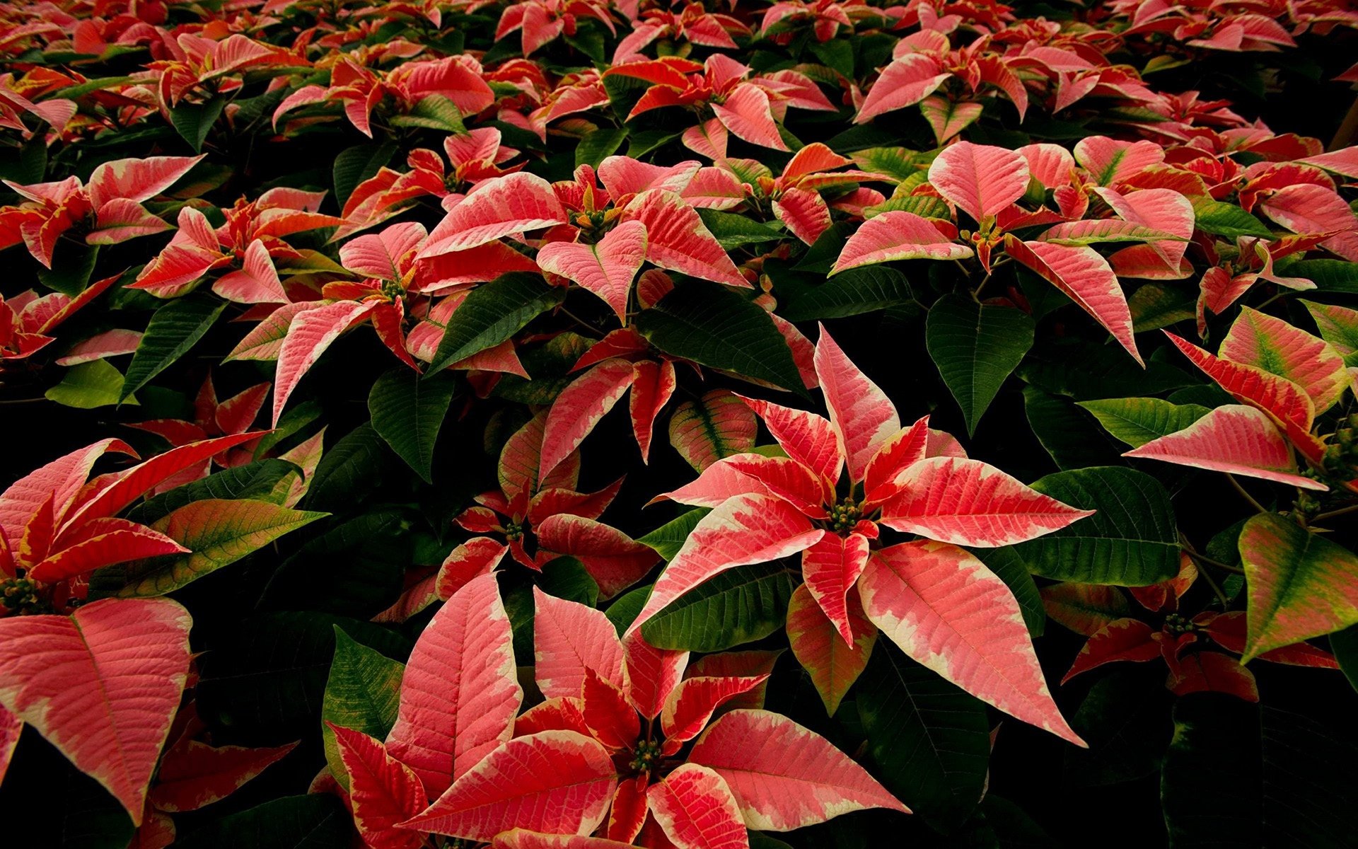 Download Leaf Nature Poinsettia HD Wallpaper