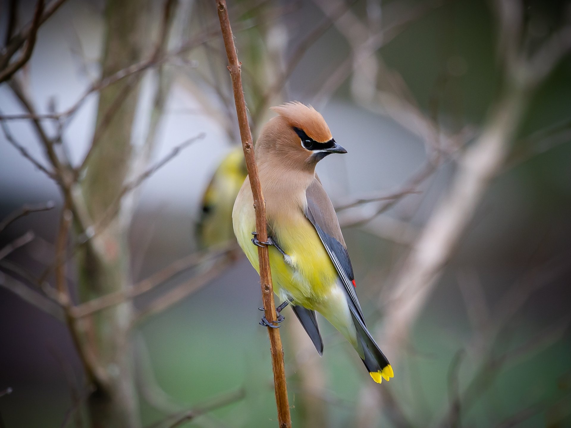 Download Bird Animal Waxwing HD Wallpaper