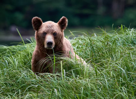 grass grizzly Animal grizzly bear HD Desktop Wallpaper | Background Image