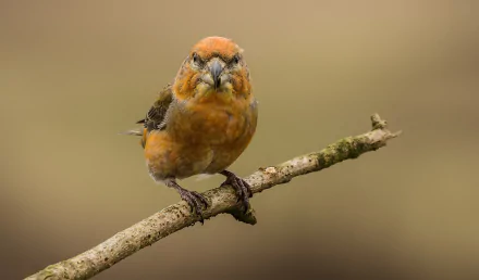  Red Crossbill (loxia curvirostra)