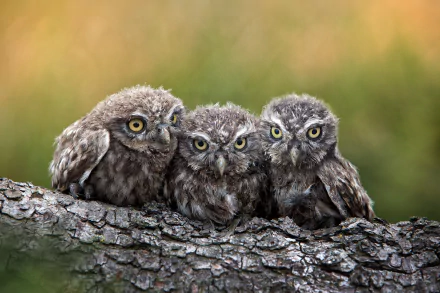 baby animal owlet bird Animal owl HD Desktop Wallpaper | Background Image